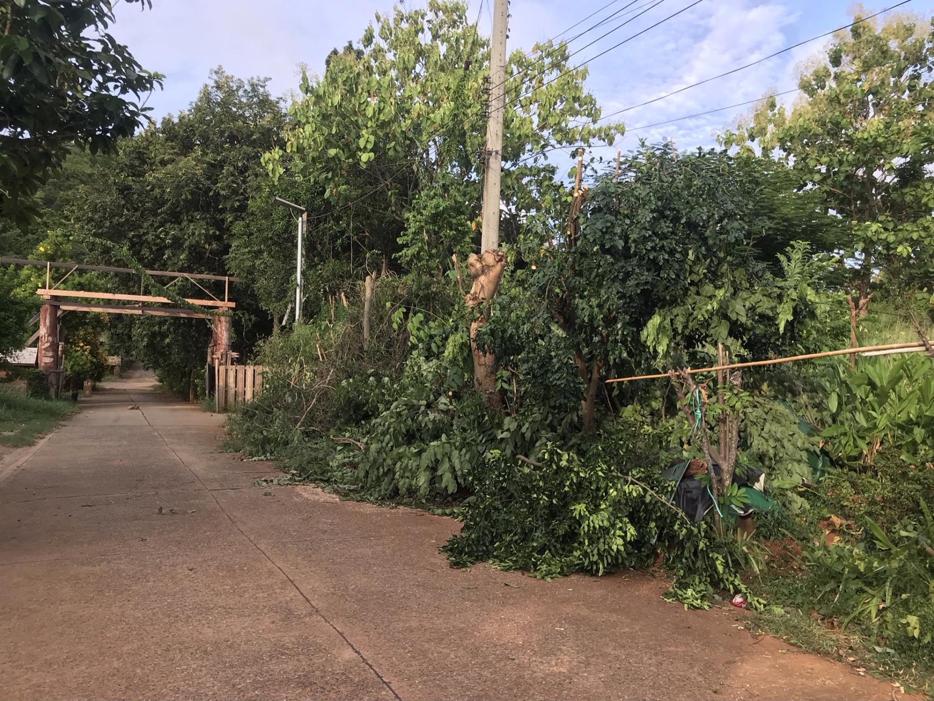 เรื่องปัญหาการตัดต้นไม้ ครั้งที่2